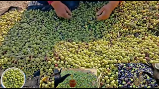 موسم قطف الزيتون من مدينتنا عفرين مصدر رزق للمزارعين الكورد 