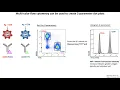 Lecture 7b Flow Cytometry