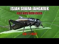 Download Lagu Masteran jangkrik untuk burung konin Kolibri ninja mewah jeda 1-2 menit