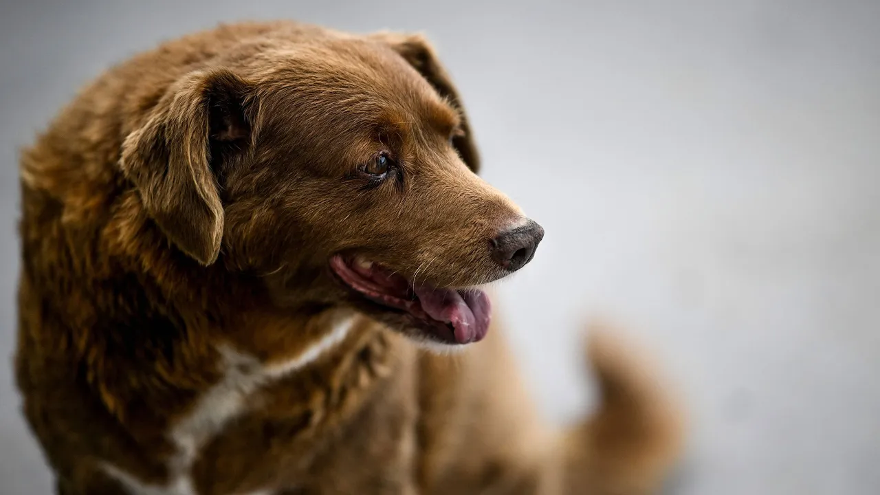 Dog from southern Portugal deemed oldest living dog in the world by Guinness