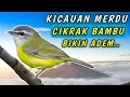 Download Lagu Kicauan Cikrak Bambu Merdu Bikin Adem