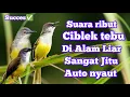 Download Lagu SUARA PIKAT CIBLEK TEBU MEONG RIBUT DI ALAM LIAR|| terbukti ampuh dan auto kumpul