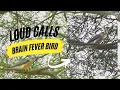 Download Lagu Loud Calls of the Brain Fever Bird | Common hawk cuckoo