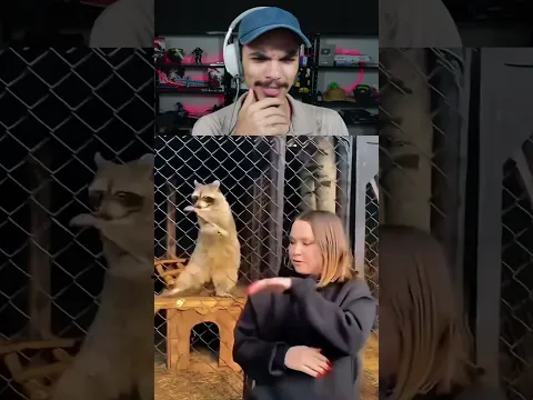 Esses animais são geniais
