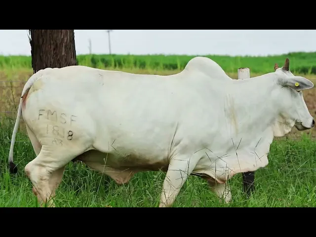 Matriz Nelore FMSF - 1818