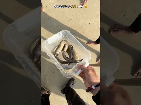Two eels got a second chance at life in the ocean 🥹