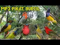 Download Lagu MP3 pikat burcil sogon,kemade,korlap,sepah raja pikat gacorr