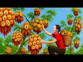 Download Lagu Amazing! Brave Woman Climbs Tall Tree to Harvest Giant Wild Soursop to sell – Jungle Fruit Gathering