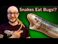These Snakes EAT BUGS Not Rodents Top 5 Insect Eating Snakes