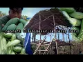 Download Lagu Pencuri masuk kebun mencuri dan merusak kebun timun warta petani muda hidup di hutan