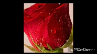 سميه حسن ما بحصل 