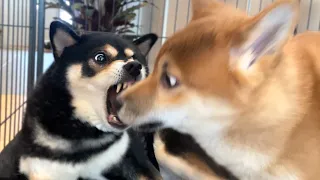 I will scorch you where you stand