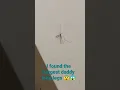 Download Lagu i think ive found the biggest daddy long legs
