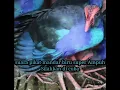 Download Lagu Suara Pikat Burung Mandar Biru Super Ampuh Silahkan dicoba....!!!!