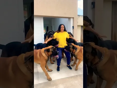 Deixou os cachorros solto