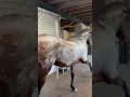 Download Lagu Why Do Horses Foam After Riding? The Surprising Science Explained