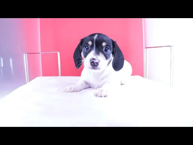 動画