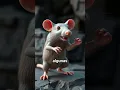 What does it mean to dream about rats