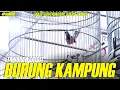 Lagu BURUNG KAMPUNG MINTA MAHAL!!