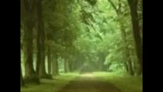 الشيخ اسامة جلال عامر ال عمران 