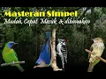 Download Lagu MASTERAN SIMPEL !! Materi  suara Burung Siri-Siri, Rambatan, Pelatuk dan Kinoi