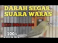 Download Lagu MASTERAN BURUNG PLECI BLACKCAP || SUARA JERNIH DAN NAIKIN EMOSI BURUNG LAWAN LAINNYA FULL TEMBAKAN