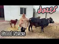 Lagu Ghr Aty Hi Good News Suna Di || Misbah Sajjad Vlog