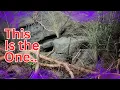 You ve NEVER seen a bioactive Leopard gecko enclosure like this before