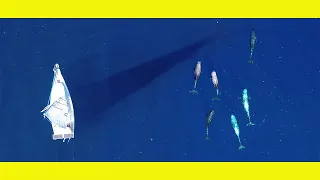 Sailing with the WHALES.  Sailing Learning By Doing Ep120