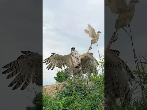 Watch This Raptor Dive In for the Lure! 😱🦅🔥 #wildlife