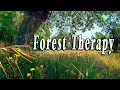 Download Lagu 9h Healing Frequency Forest Therapy 🌳🌞 Begin Your Day with POSITIVE MORNING VIBRATIONS🌳Nature Sounds