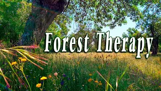 9h Healing Frequency Forest Therapy Begin Your Day With POSITIVE MORNING VIBRATIONS Nature Sounds 