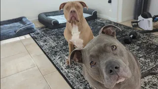 Zeusy The Talking Pitty is live! 10/10/26