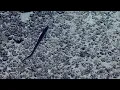 Download Lagu Two Cusk Eels and a Halosaur | Nautilus Live