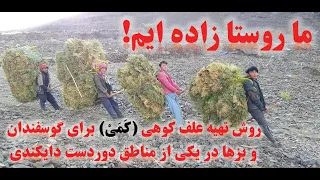 نحوه سخت و دشوار تهیه علف کوهی ک م ی برای گوسفندان و بزها در یکی از مناطق دوردست ولایت دایکندی 