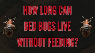 How Long Can Bed Bugs Live Without Feeding The Bed Bugs Experts