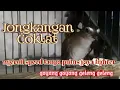 Download Lagu Jongkangan coklat gacor full isian gaya fighter