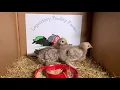 Chocolate Silver Laced Orpington Chicks