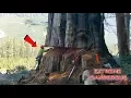 Download Lagu TOP 10 Most Dangerous Biggest Tree Felling Cutting Down with Chainsaw Machine EP. 2