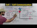 Cell signaling Cell to cell communication body coordination