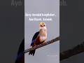 Download Lagu Grey-headed kingfisher , Ayn 🤗Razat, Salalah..