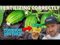 This Common Fertilizer Mistake Is RUINING Your Garden s Productivity