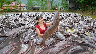 Villagers Harvest Giant Catfish From A Huge Lake, Use Truck To Buy A Lot Of Fish Go To Market Sell