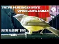 Download Lagu SUARA BURUNG ‼️ OPIOR JAWA GACOR DI PAGI HARI@KICAU_CHANEL24
