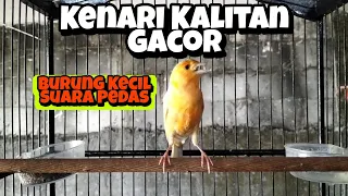 Download Kenari Kalitan Gacor Dor Untuk Pancingan Kenari Muda ‼️Tidak Lama Langsung Nyaut MP3