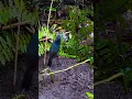 Download Lagu cingcoang biru muda hutan di alam liar