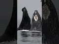 Download Lagu SURPRISING HUMPBACK WHALE LUNGE FEEDING IN FRONT OF WHALE WATCH BOAT