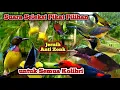 Download Lagu Sogon Ribut, Pikat Sogon Paling Ampuh, Pikat Korlap, Kolibri Kelapa, Pikat Kemade, Pikat Konin