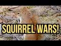 Decoding Squirrel Behavior Territorial vs Social