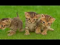Download Lagu Kittens on the Lawn with Puppies, Bunnies \u0026 Baby Cows – You Won’t Stop Smiling!